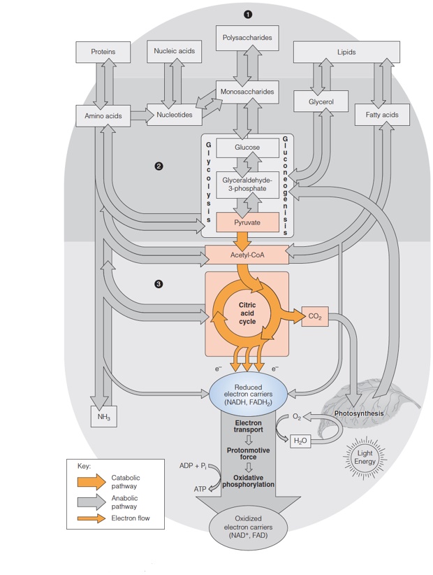 Overview of Pyruvate Oxidation and the Citric Acid Cycle