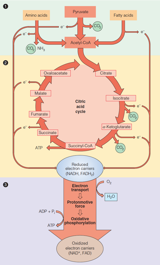 The three stages of respiration