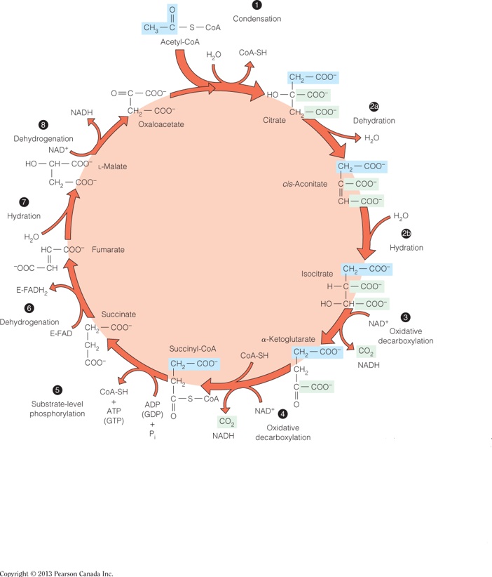 The fate of carbon in the citric acid cycle