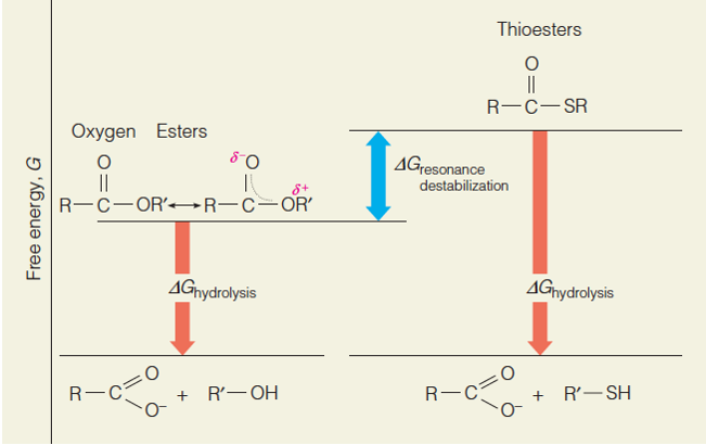 Comparison of free energies of hydrolysis of thioesters and oxygen esters