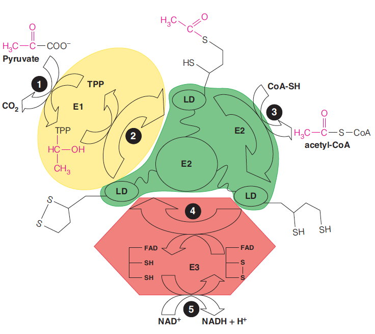 Mechanisms of the pyruvate dehydrogenase complex