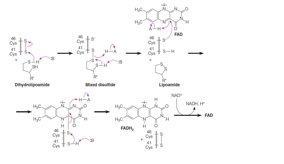 Mechanism of the reoxidation of dihydrolipoamide catalyzed by dihydrolipoamide dehydrogenase