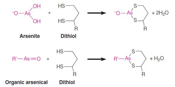 Action of the Pyruvate Dehydrogenase Complex