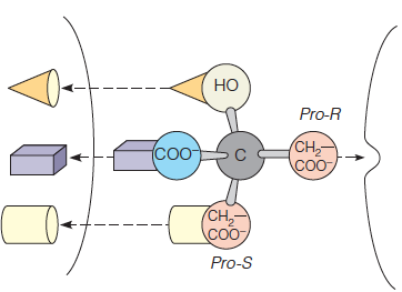 The prochirality of citrate when bound to aconitase