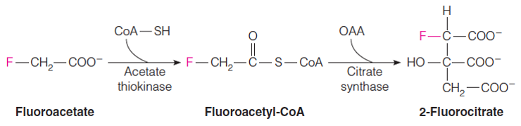 The Citric Acid Cycle