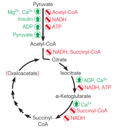 Major regulatory factors controlling pyruvate dehydrogenase and the citric acid cycle