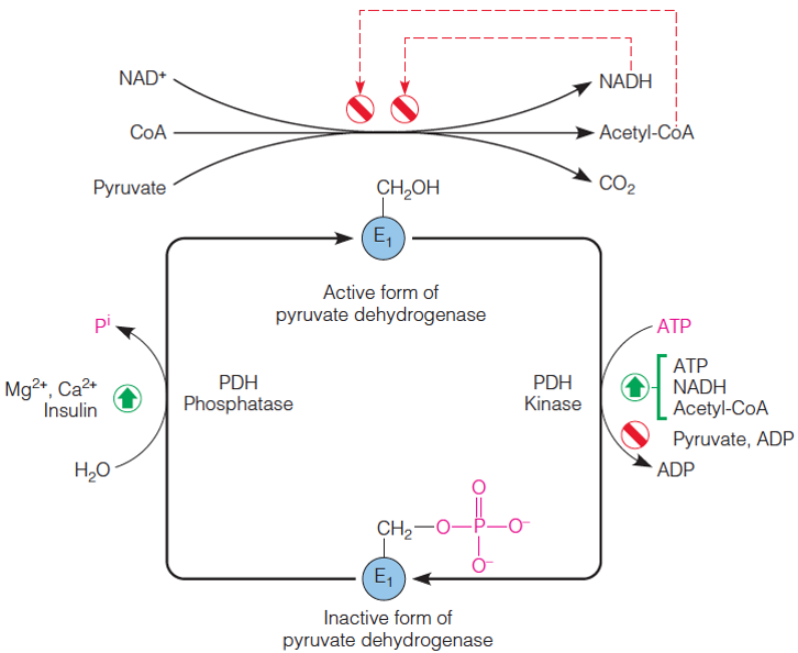 Regulation of the mammalian pyruvate dehydrogenase by feedback inhibition and  covalent modification ...