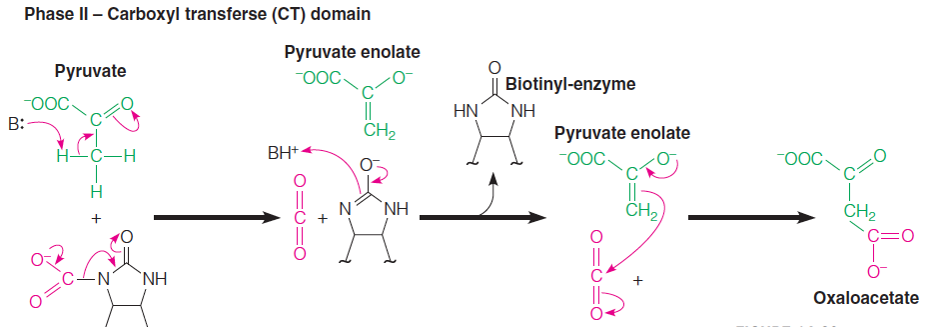 Mechanism of the biotin-dependent pyruvate carboxylase reaction Phase II