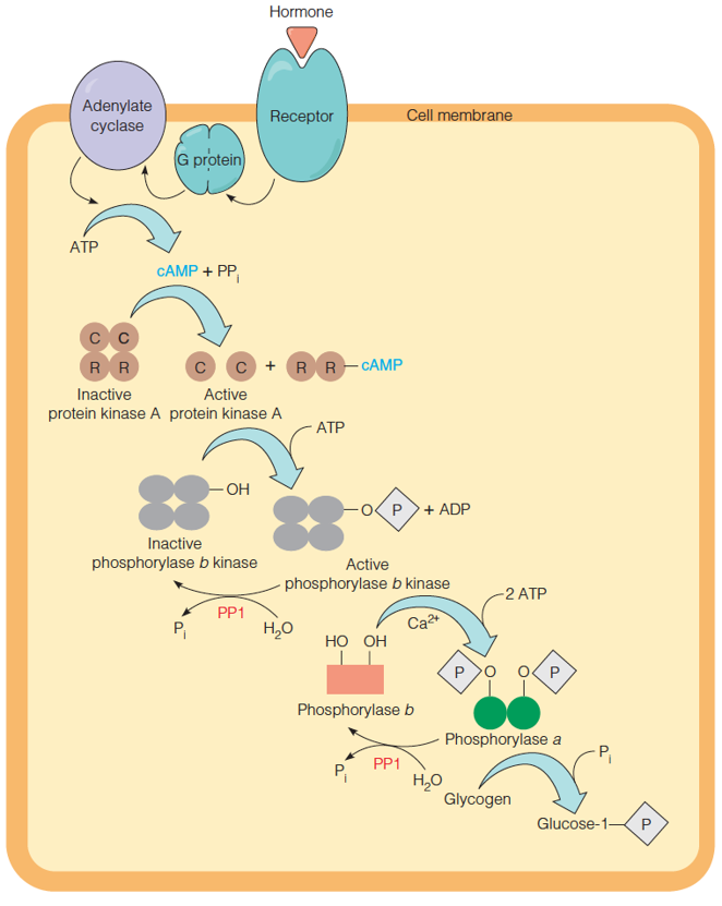 The regulatory cascade controlling glycogen breakdown