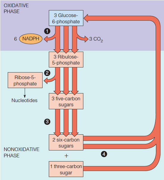 Pentose phosphate pathway