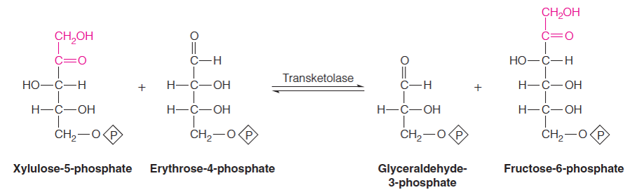 Pentose phosphate catabolism