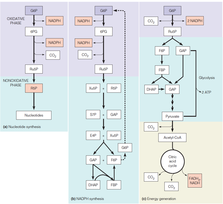 Different modes of operation of the pentose phosphate pathway