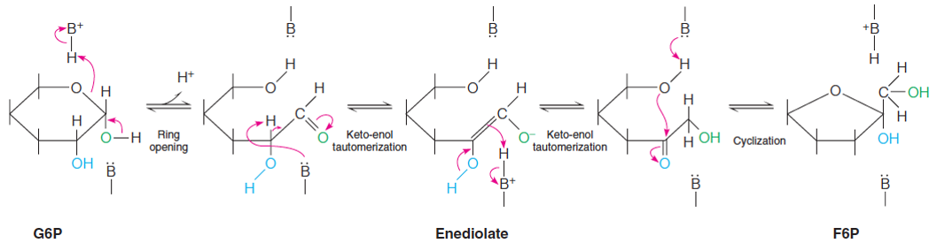 Isomerization reaction proceeds via an enediolate intermediate.