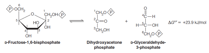 Reaction 4: Cleavage to Two Triose Phosphates