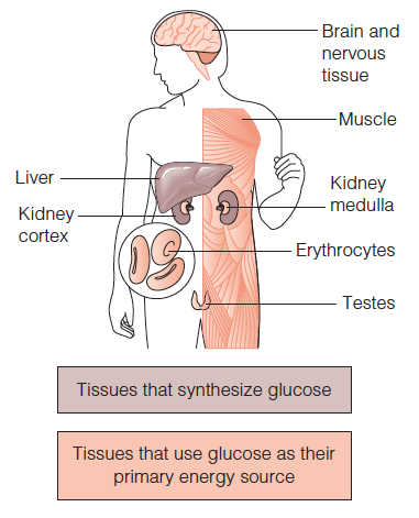 Synthesis and use of glucose in the human body