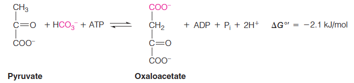 Bypass 1: Conversion of Pyruvate to Phosphoenolpyruvate