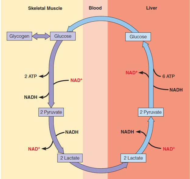 The Cori cycle