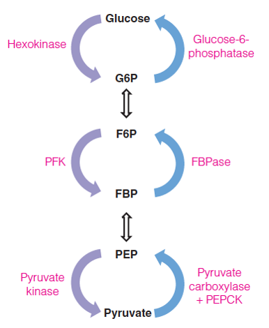 Comparative substrate cycles in glycolysis/gluconeogenesis