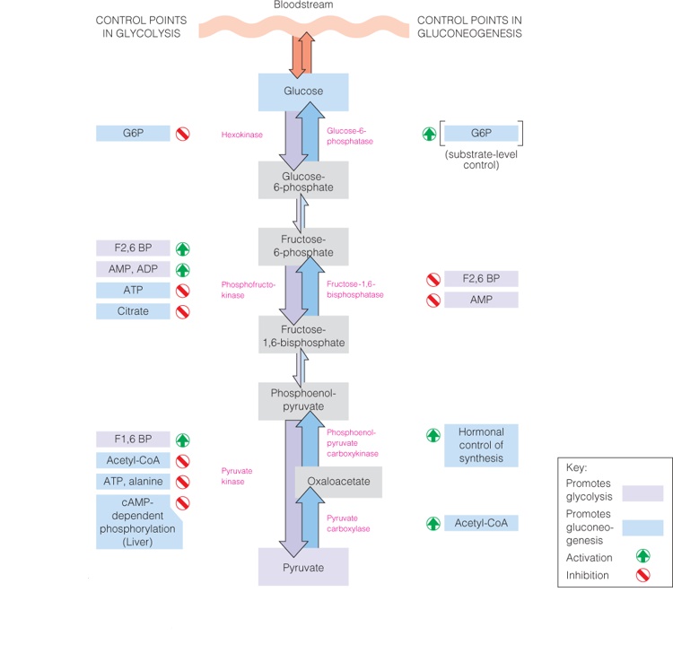 Major control mechanisms affecting glycolysis and gluconeogenesis