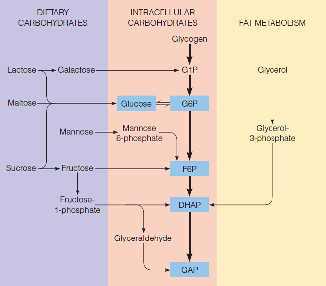 Routes for utilizing substrates other than glucose in glycolysis