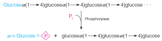 Glycogen phosphorylase