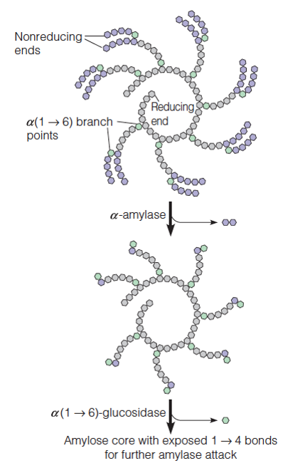 Dietary polysaccharides Metabolism