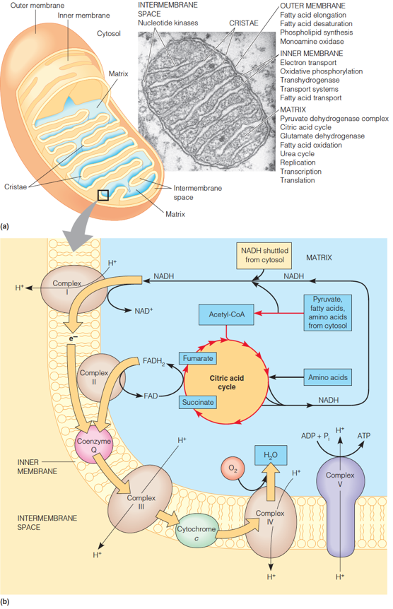 Localization of respiratory processes in the mitochondrion