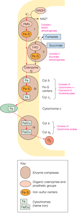 Respiratory electron carriers in the mitochondrion