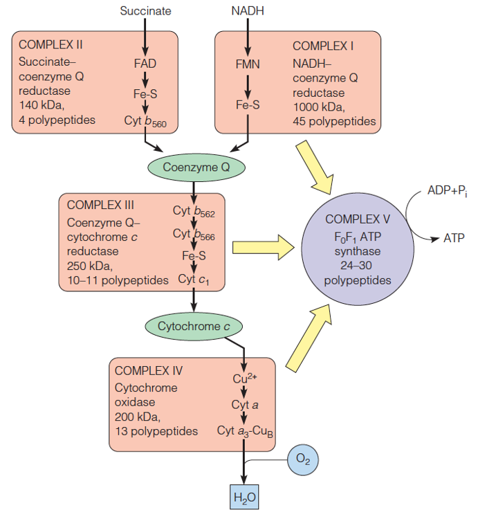 Multiprotein complexes in the mitochondrial respiratory assembly