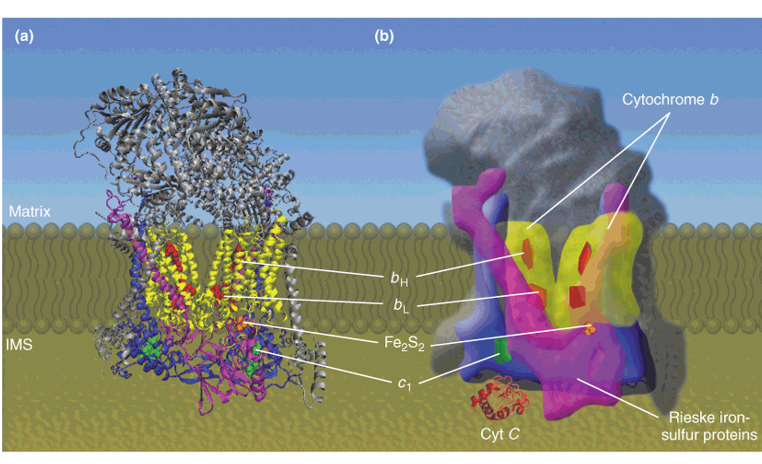 Structure of cytochrome c oxidase (complex IV)