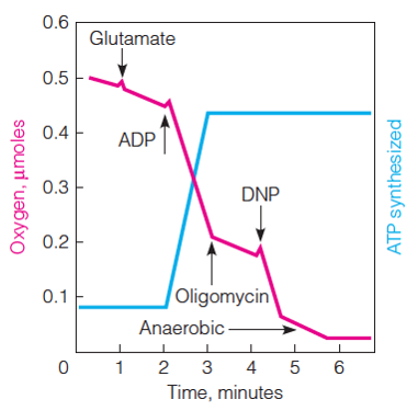 Effects of an inhibitor and an uncoupler on oxygen uptake and ATP synthesis