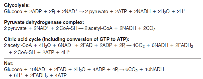 The complete oxidation of 1 mole of glucose generates about 30–32 moles of ATP synthesized from ...