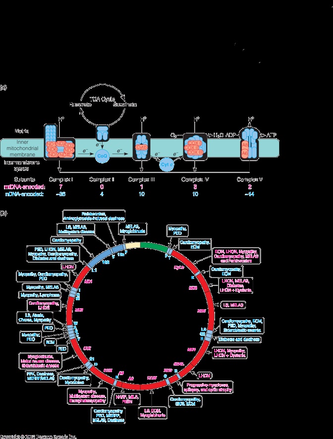 Mitochondrial DNA and mitochondrial diseases