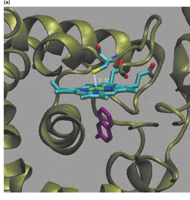 Cytochrome P450 (a)