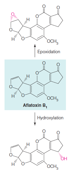 Xenobiotics