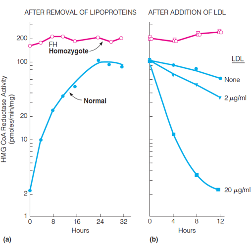 Feedback regulation of HMG-CoA reductase activity