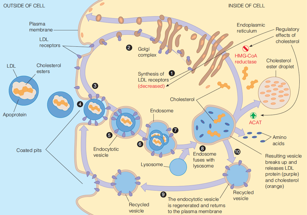 Involvement of LDL receptors in cholesterol uptake and metabolism