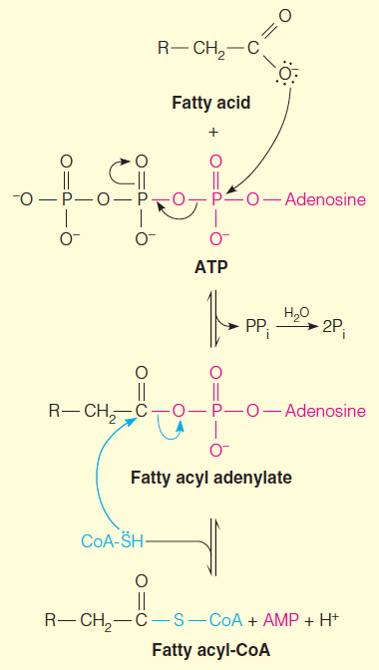 Mechanism of acyl-CoA synthetase reactions