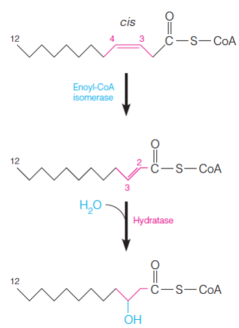 Two enzymes, enoyl-CoA isomerase and 2,4-dienoyl-CoA reductase