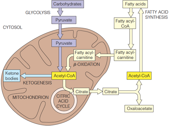 Acetyl-CoA as a key intermediate between fat and carbohydrate metabolism