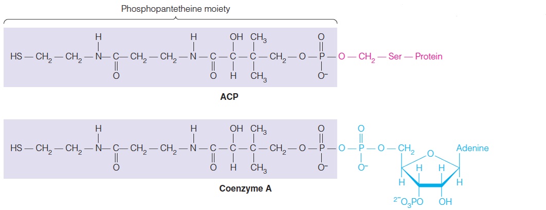 Phosphopantetheine as the reactive unit in ACP and CoA