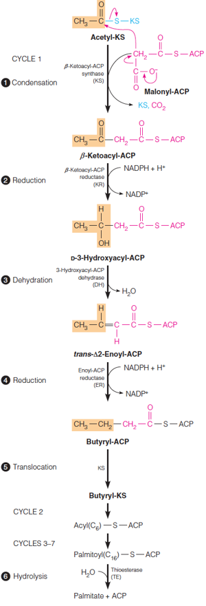 Synthesis of palmitate, starting with malonyl-ACP and acetyl-KS