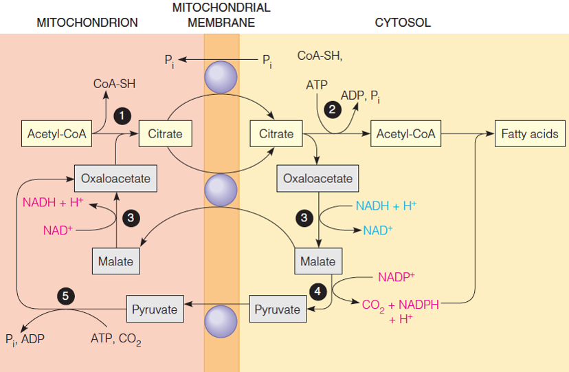 Transport of acetyl units and reducing equivalents used in fatty acid synthesis