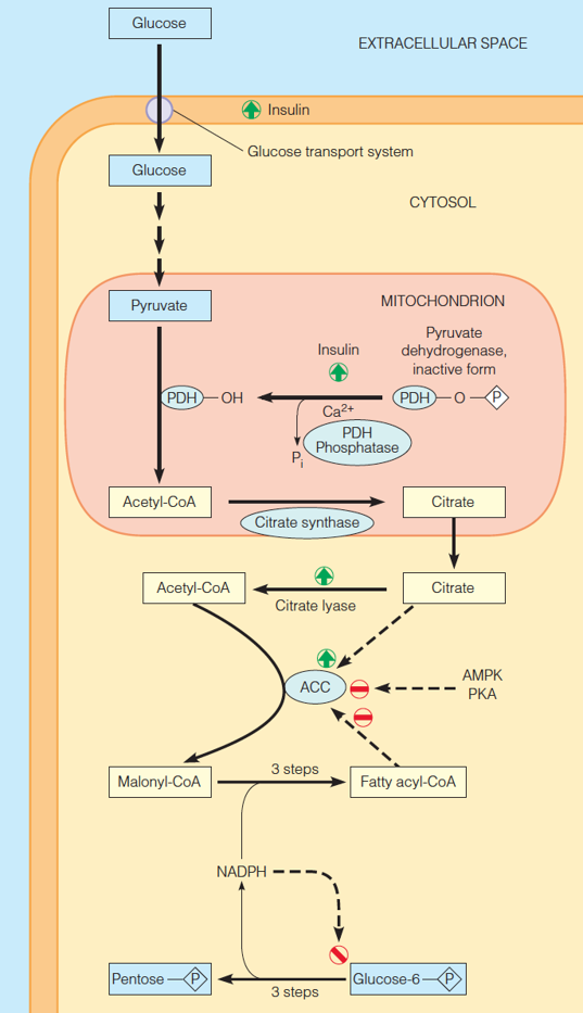 Regulation of fatty acid synthesis in animal cells