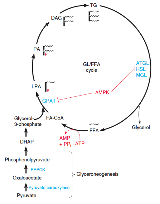 Glycerolipid/free fatty acid cycle and glyceroneogenesis