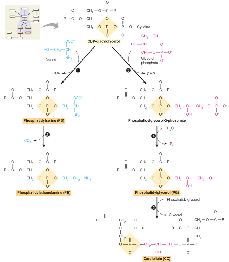 Synthesis of polar head groups of bacterial phospholipids