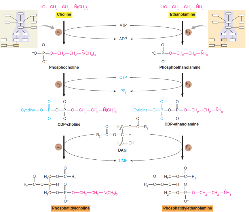 Synthesis of phosphatidylcholine and phosphatidylethanolamine in mammals