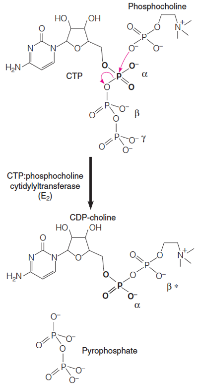 Metabolic activation of phosphocholine