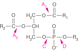 Lysophospholipid acyltransferases