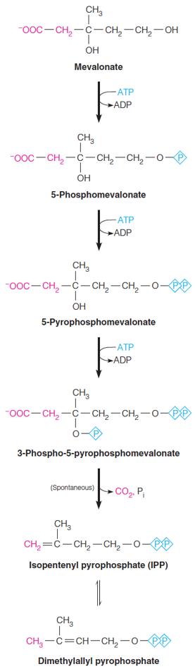 Biosynthesis of mevalonate and conversion to isopentenyl pyrophosphate and dimethylallyl pyrophospha